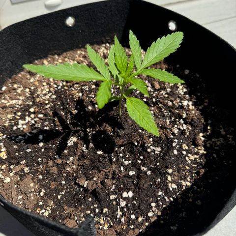 Hulkberry Automatic growlog timeline photo