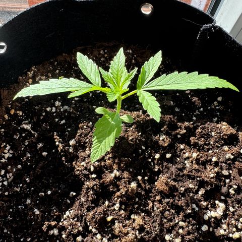 Hulkberry Automatic growlog timeline photo