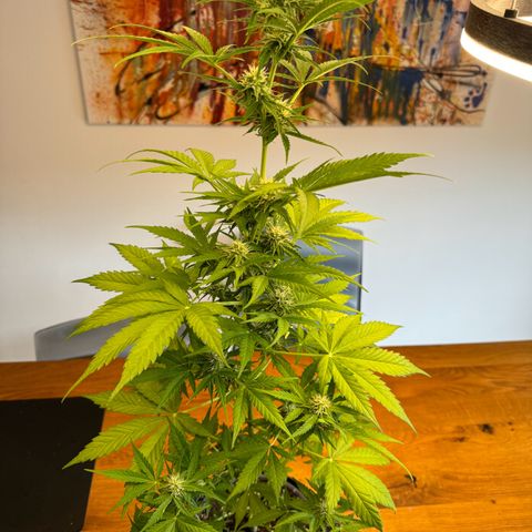 Royal Runtz Automatic growlog timeline photo