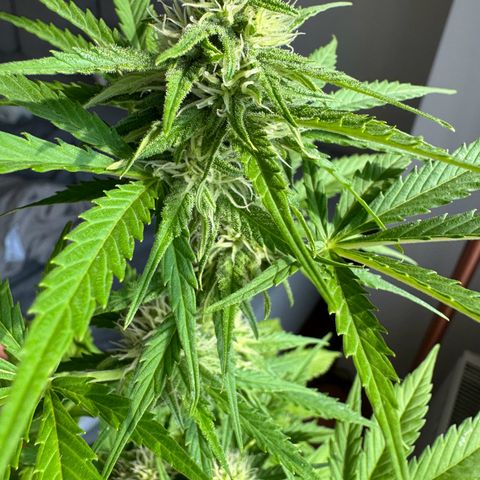 Royal Runtz Automatic growlog timeline photo