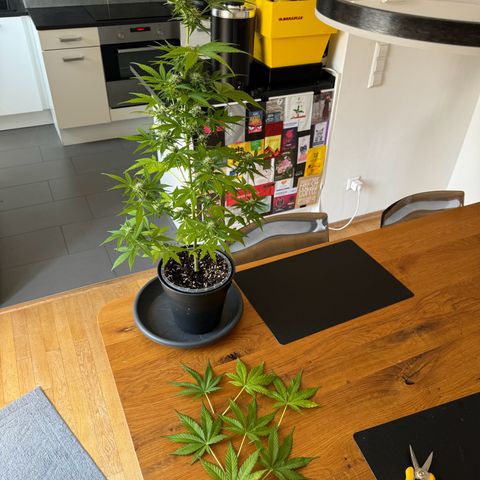 Royal Runtz Automatic growlog timeline photo