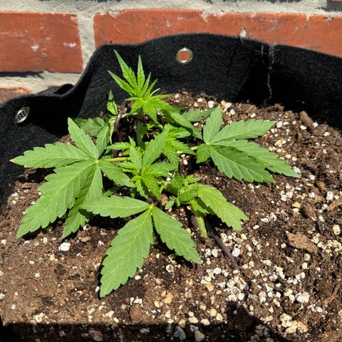 Mimosa Automatic growlog timeline photo