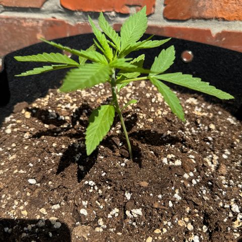 Hulkberry Automatic growlog timeline photo
