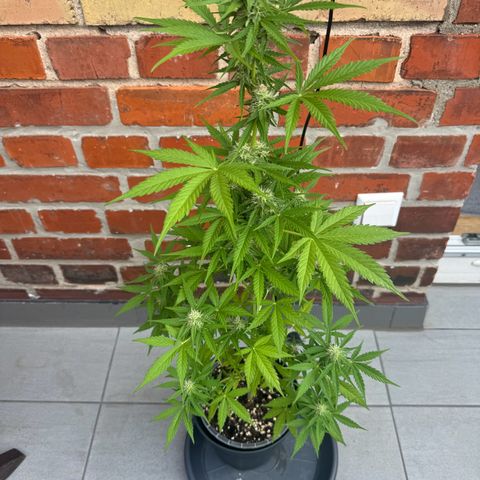 Royal Runtz Automatic growlog timeline photo