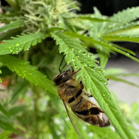 Royal Runtz Automatic growlog timeline photo