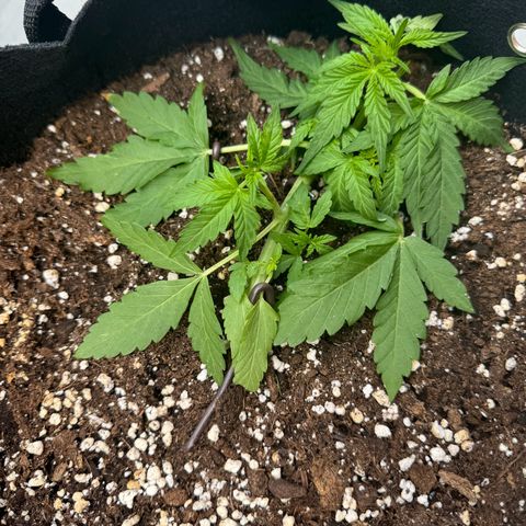 Mimosa Automatic growlog timeline photo