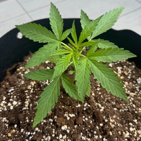 Hulkberry Automatic growlog timeline photo