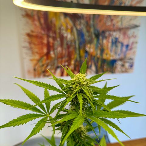Royal Runtz Automatic growlog timeline photo