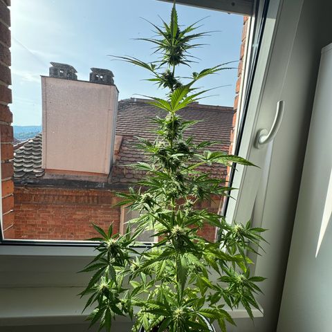 Royal Runtz Automatic growlog timeline photo