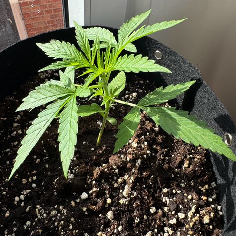 Hulkberry Automatic growlog timeline photo