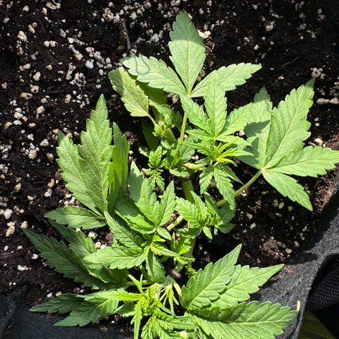 Mimosa Automatic growlog timeline photo