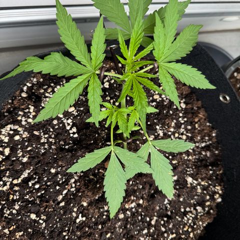 Hulkberry Automatic growlog timeline photo