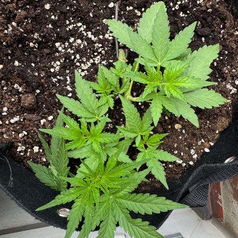 Mimosa Automatic growlog timeline photo
