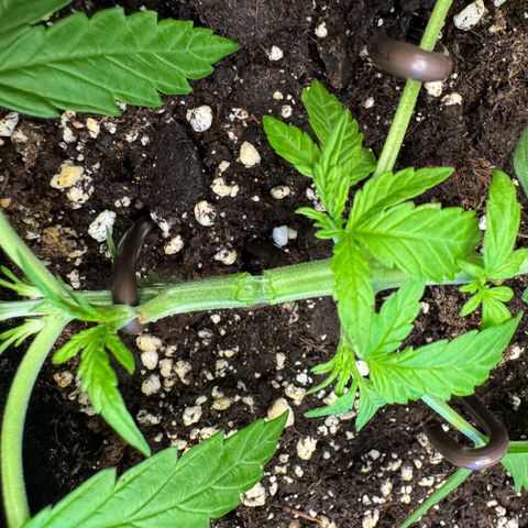 Hulkberry Automatic growlog timeline photo