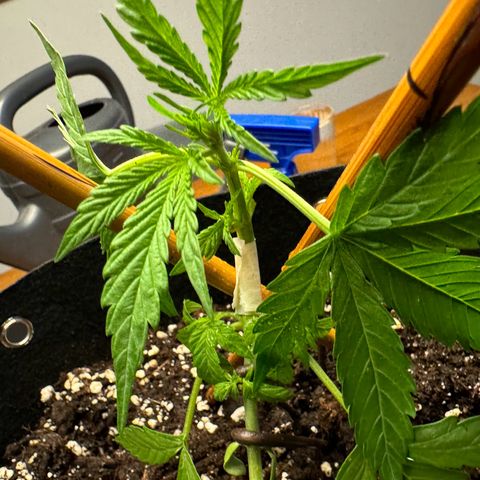 Hulkberry Automatic growlog timeline photo