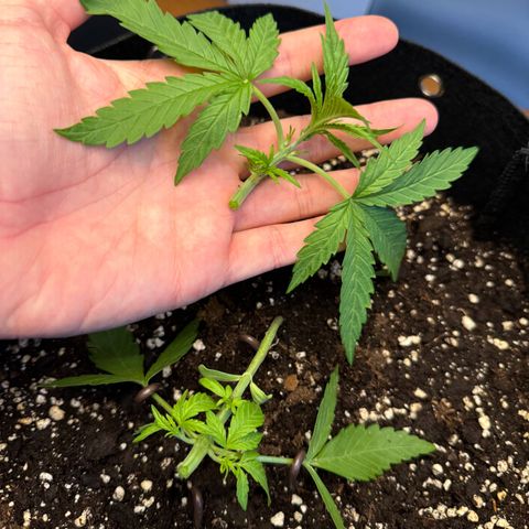 Hulkberry Automatic growlog timeline photo
