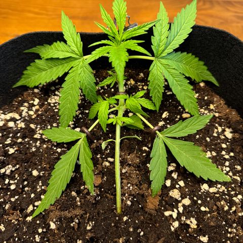 Hulkberry Automatic growlog timeline photo