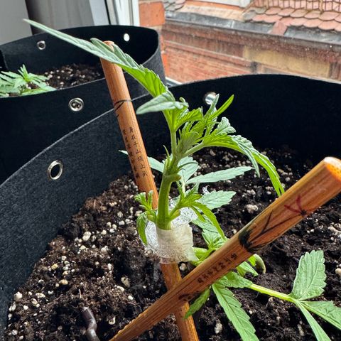 Hulkberry Automatic growlog timeline photo