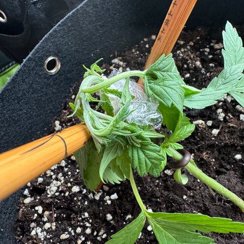 Hulkberry Automatic growlog timeline photo