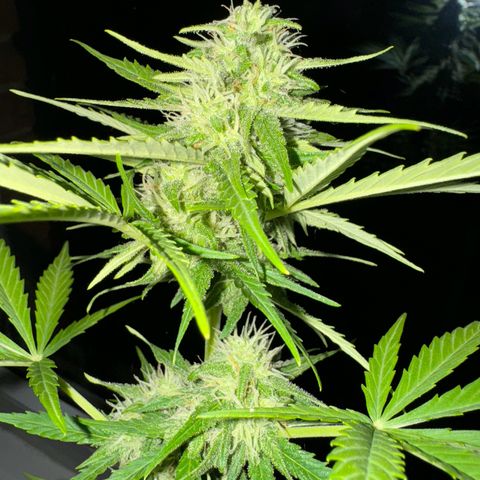 Royal Runtz Automatic growlog timeline photo