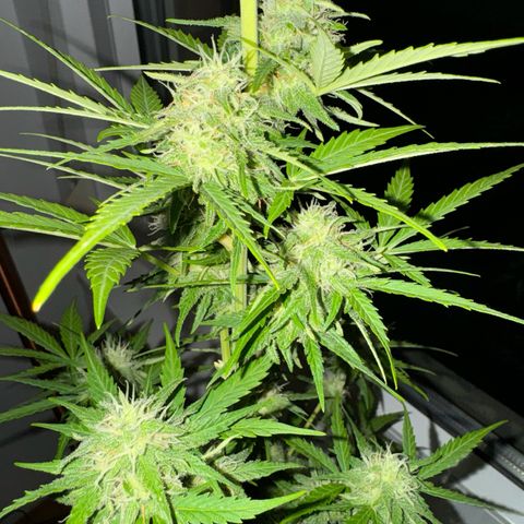 Royal Runtz Automatic growlog timeline photo