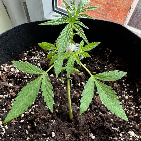 Hulkberry Automatic growlog timeline photo