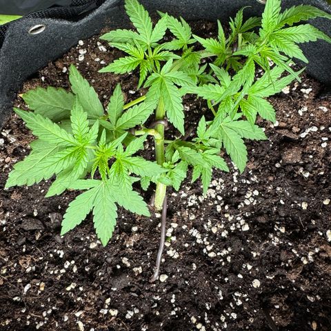 Mimosa Automatic growlog timeline photo