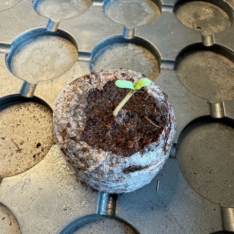 Do-Si-Dos Auto growlog timeline photo