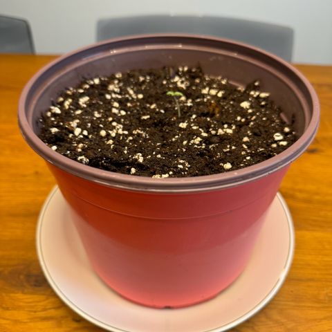 Do-Si-Dos Auto growlog timeline photo