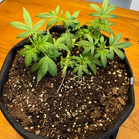 Mimosa Automatic growlog timeline photo