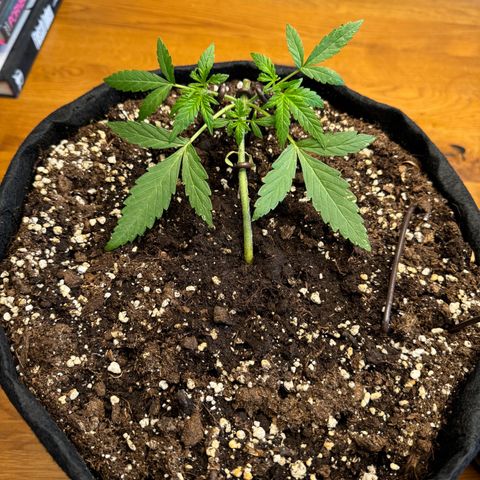 Hulkberry Automatic growlog timeline photo