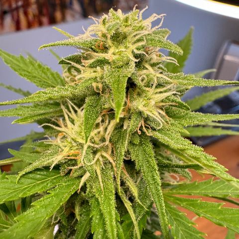 Royal Runtz Automatic growlog timeline photo