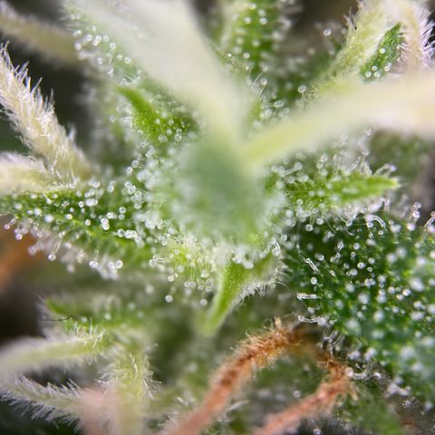 Royal Runtz Automatic growlog timeline photo