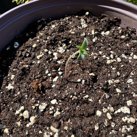 Do-Si-Dos Auto growlog timeline photo