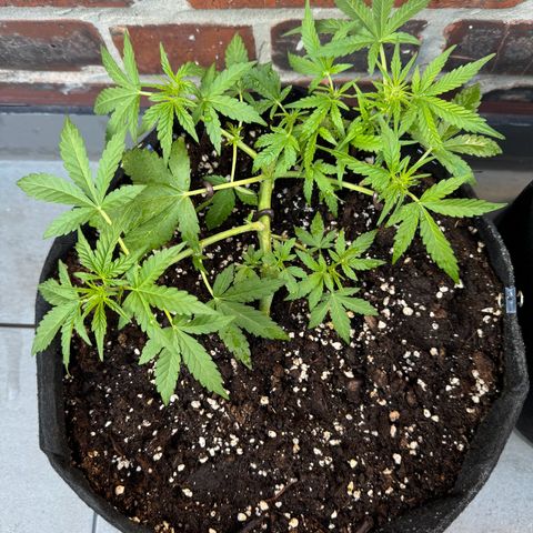 Mimosa Automatic growlog timeline photo