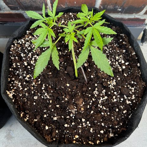 Hulkberry Automatic growlog timeline photo