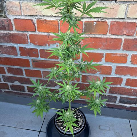 Royal Runtz Automatic growlog timeline photo