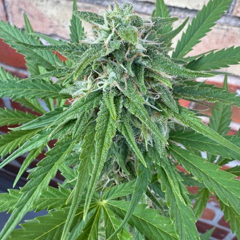 Royal Runtz Automatic growlog timeline photo