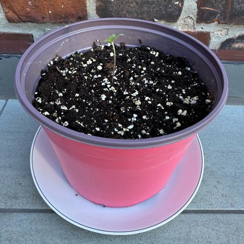 Do-Si-Dos Auto growlog timeline photo