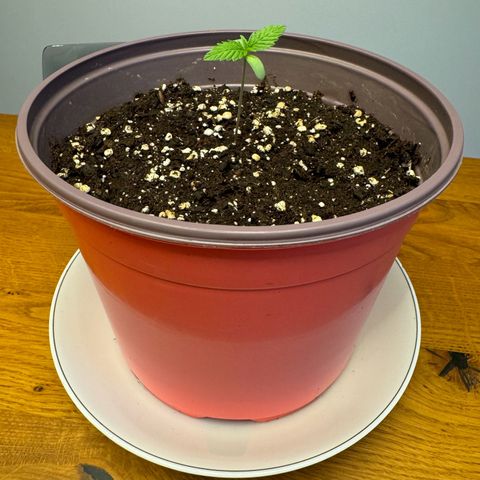 Do-Si-Dos Auto growlog timeline photo