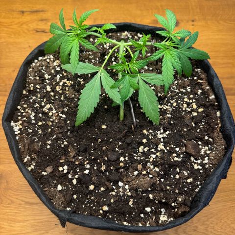 Hulkberry Automatic growlog timeline photo
