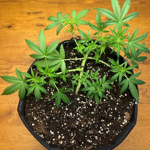 Mimosa Automatic growlog timeline photo