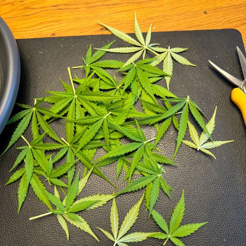 Royal Runtz Automatic growlog timeline photo