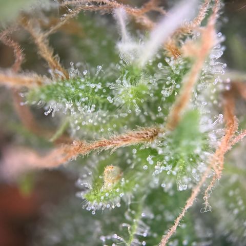 Royal Runtz Automatic growlog timeline photo