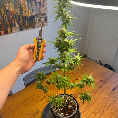Royal Runtz Automatic growlog timeline photo