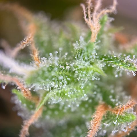 Royal Runtz Automatic growlog timeline photo