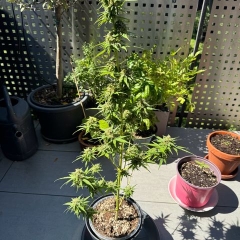 Royal Runtz Automatic growlog timeline photo