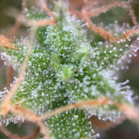 Royal Runtz Automatic growlog timeline photo