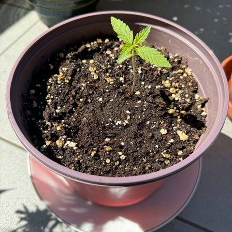Do-Si-Dos Auto growlog timeline photo