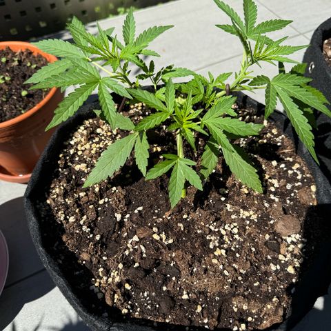 Hulkberry Automatic growlog timeline photo
